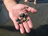 Muscheln